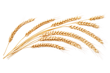 wheat ears vector illustration on transparent background