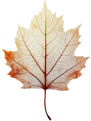 Obraz premium autumn leaf isolated on white background