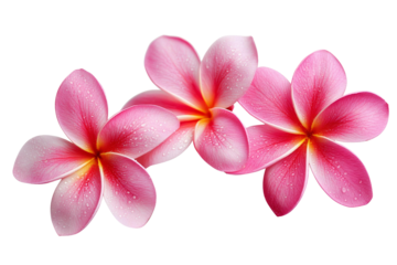 pink plumeria flowers with water drops isolated on white background