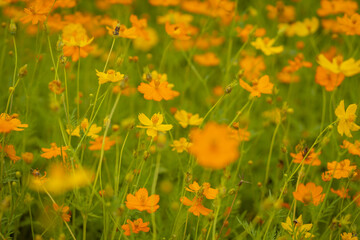 
The beauty of yellow and orange cosmos flowers on a sunny day early in the year in a garden in Lopburi province.