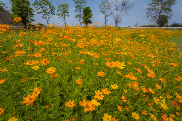 
The beauty of yellow and orange cosmos flowers on a sunny day early in the year in a garden in Lopburi province.