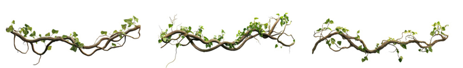 jungle vines set, isolated on transparent background
