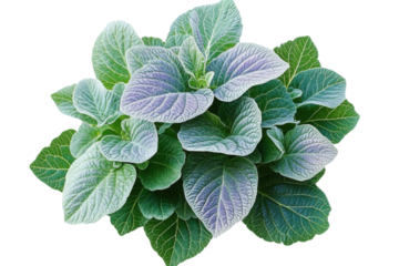 green plant isolated on transparent background.