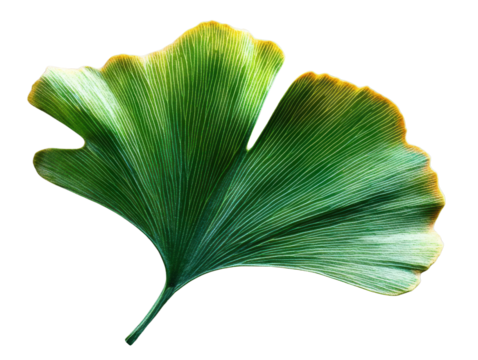 ginkgo leaf, green and yellow on white background
