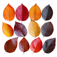 Obraz premium colorful autumn leaves isolated on white background