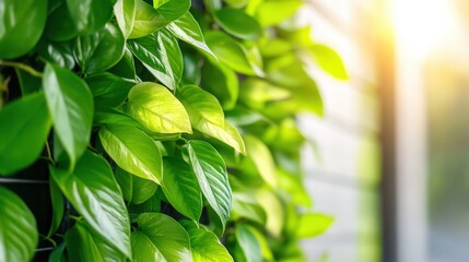 Obraz premium Soft-focus close-up of a vertical garden on a skyscraper, vibrant green leaves filtering sunlight