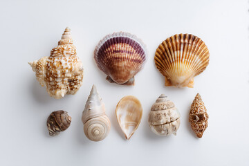 Collection of seashells displayed on a light surface, showcasing diverse shapes and colors from a coastal location
