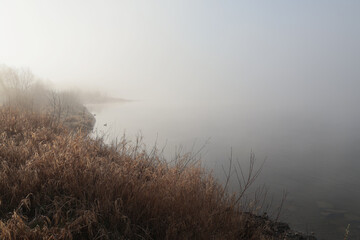foggy morning with ducks