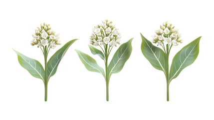 Pack of Milkweed Set Against Transparent Background for Botanical, Gardening, or Nature Design Projects