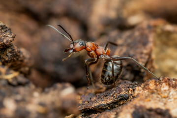Red Wood Ant - Formica rufa, common popular forest insect from Euroasian forests and woodlands, Zlin, Czech Republic.