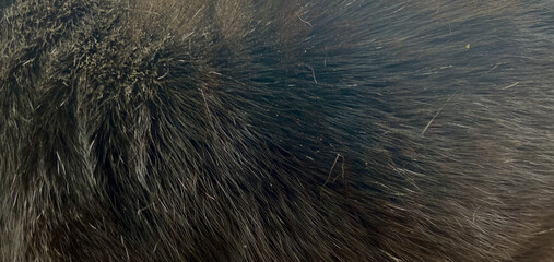 Velvet Shadows: A Feline Texture