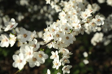 Spring blossoming trees with white flowers in the garden. Spring background