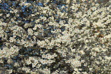 Spring blossoming trees with white flowers in the garden. Spring background