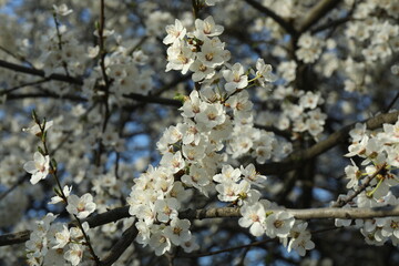 Spring blossoming trees with white flowers in the garden. Spring background