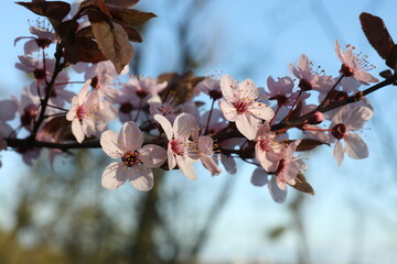 Spring blossoming trees with pink flowers in the garden against the blue sky. Spring background