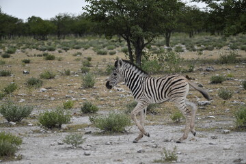 Obraz premium zebra in wild savannah, Animal of africa