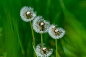 Close-Up of Four Dandelions with Fluffy Seed Heads on Green Grass Background