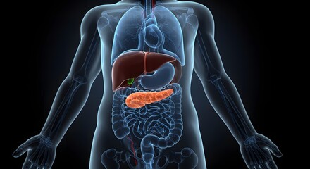 Human digestive system anatomy with highlighted pancreas and liver