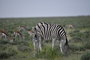zebra in wild savannah, Animal of africa