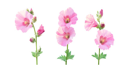 Pack of Hollyhock set of Three Different Poses set Against Transparent Background for Floral Branding, Garden Promotion, or Nature Design Projects
