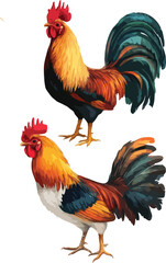 rooster vector art
