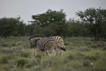 Obraz premium zebra in wild savannah, Animal of africa