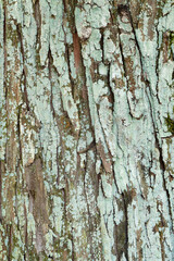 柿の木の表面に付着している乾燥した地衣類