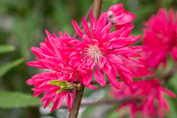 パッションピンクの色が鮮やかなキクモモのクローズアップ
