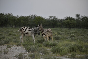 zebra in wild savannah, Animal of africa