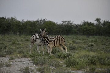 zebra in wild savannah, Animal of africa
