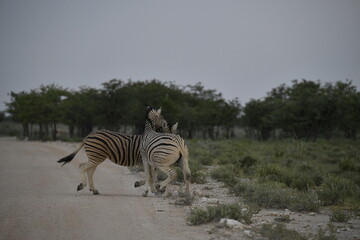zebra in wild savannah, Animal of africa