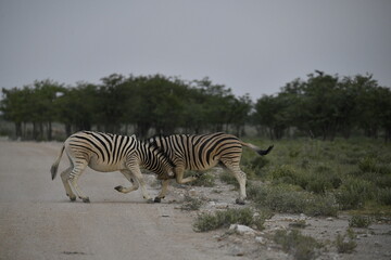 zebra in wild savannah, Animal of africa