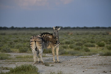 zebra in wild savannah, Animal of africa