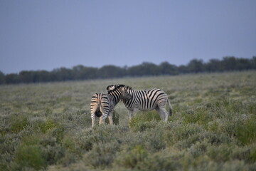 zebra in wild savannah, Animal of africa