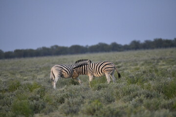 Obraz premium zebra in wild savannah, Animal of africa