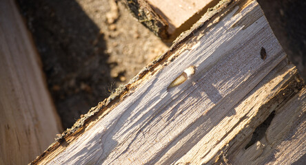 A woodworm larva rests peacefully on firewood, showcasing its natural texture and intricate details in sunlight.