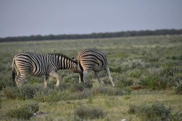 Obraz premium zebra in wild savannah, Animal of africa