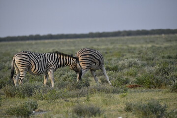 Obraz premium zebra in wild savannah, Animal of africa