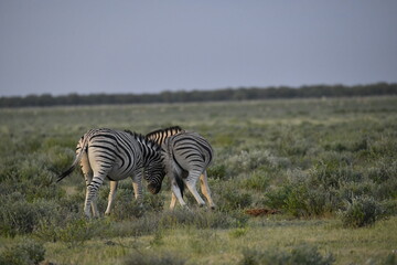 Obraz premium zebra in wild savannah, Animal of africa