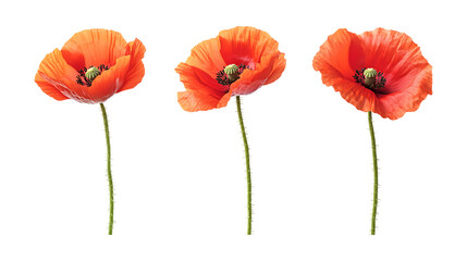 Obraz premium Pack of Poppy Set Against Transparent Background for Floral, Garden, or Nature-Themed Projects