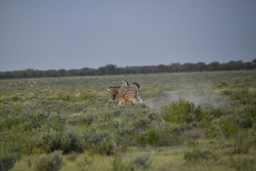 Naklejka premium zebra in wild savannah, Animal of africa