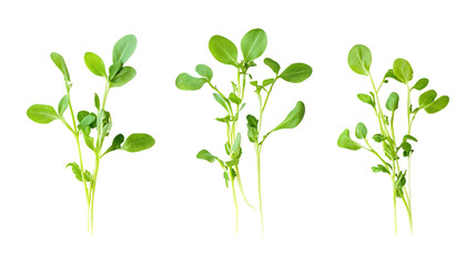 Pack of Pea Shoots Set Against Transparent Background for Culinary, Organic, or Greenery Design Projects