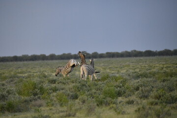 Naklejka premium zebra in wild savannah, Animal of africa