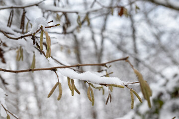 Close-up of snow-covered hazel catkins (Corylus avellana) hanging from a branch in a winter forest.
