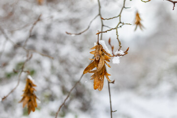 A close-up of a thin, bare branch with several clusters of winged hornbeam seeds (nutlets) covered in fresh white snow.