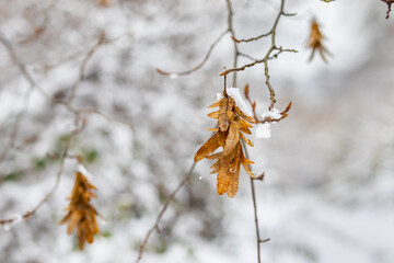 A close-up of a thin, bare branch with several clusters of winged hornbeam seeds (nutlets) covered in fresh white snow.