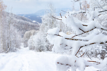 A close-up of snow-covered branches with a blurred background of a winter landscape with mountains.