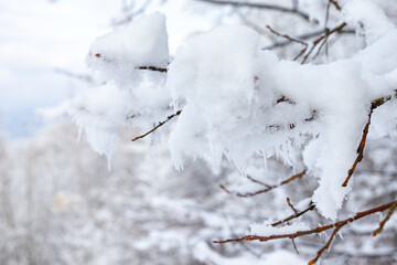 A close-up of snow-covered branches with a blurred background of a winter landscape with mountains.