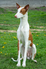 Ibizan hound outdoor sitting portrait