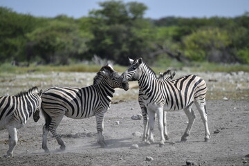 zebra in wild savannah, Animal of africa